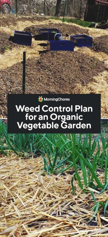 Weed Control Plan for an Organic Vegetable Garden PIN