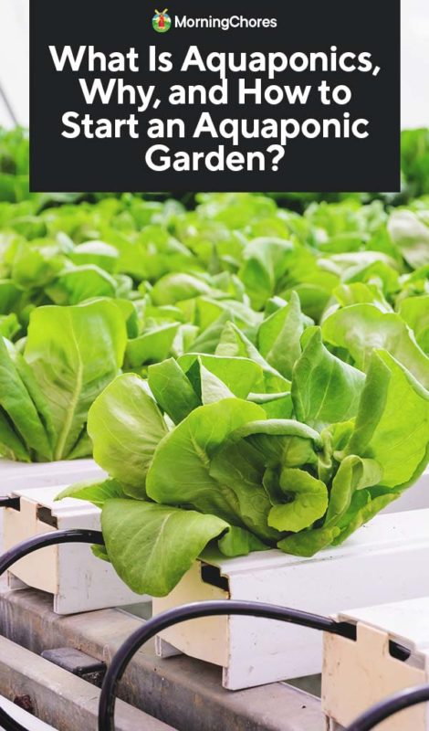 What Is Aquaponics Why and How to Start an Aquaponic Garden