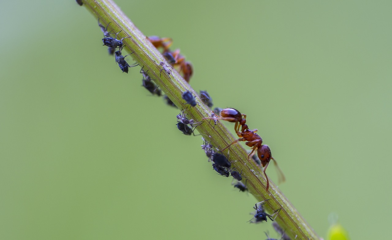 Aphids and ants