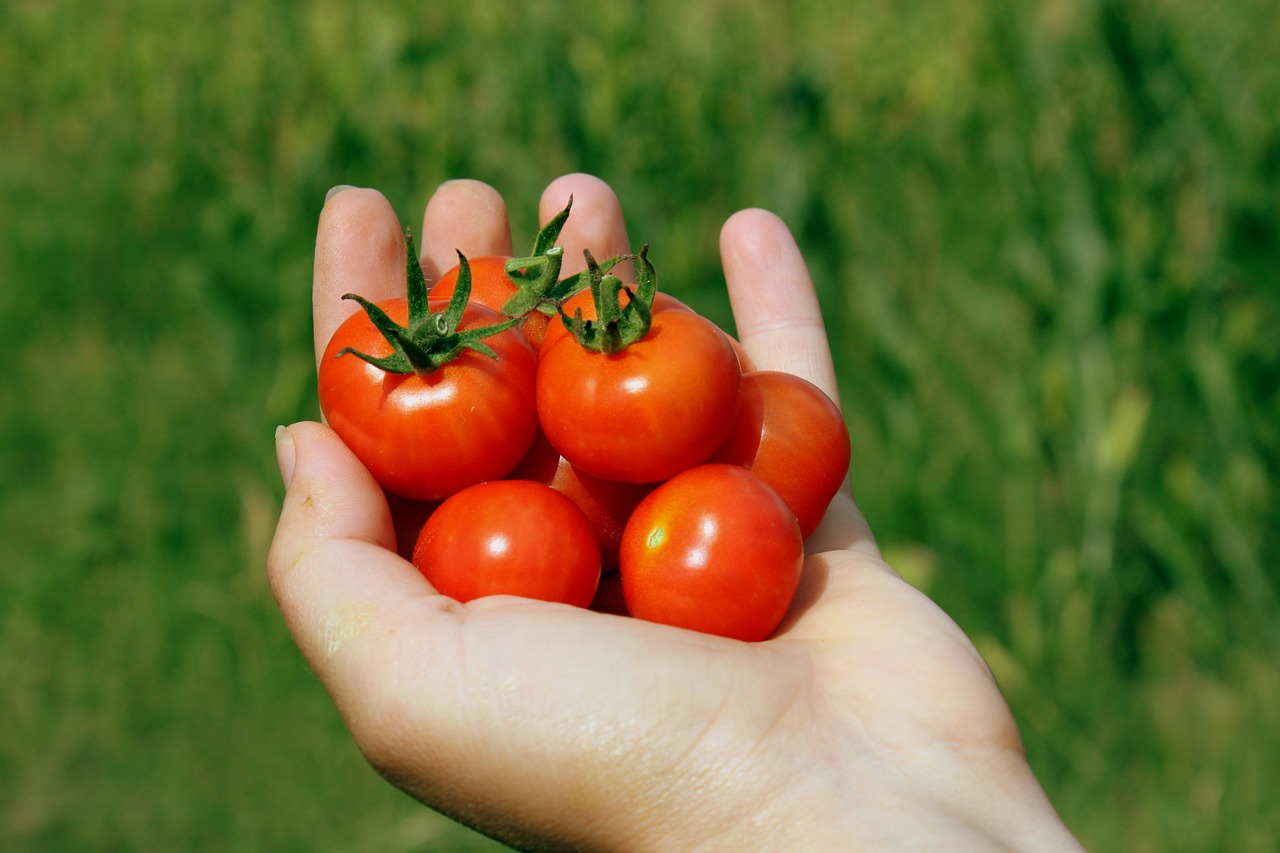 cherry tomatoes 1554141141