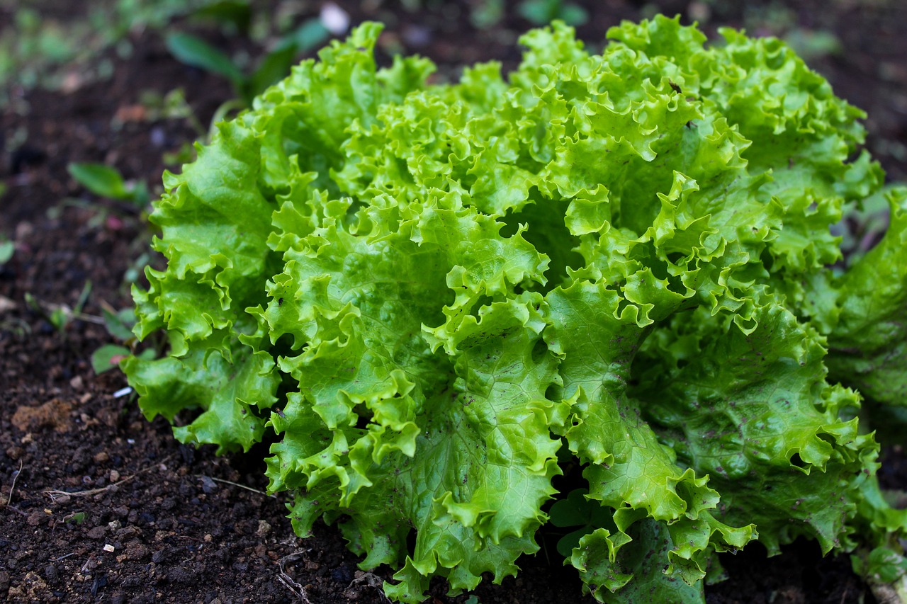 leaf lettuce is a great option when growing lettuce