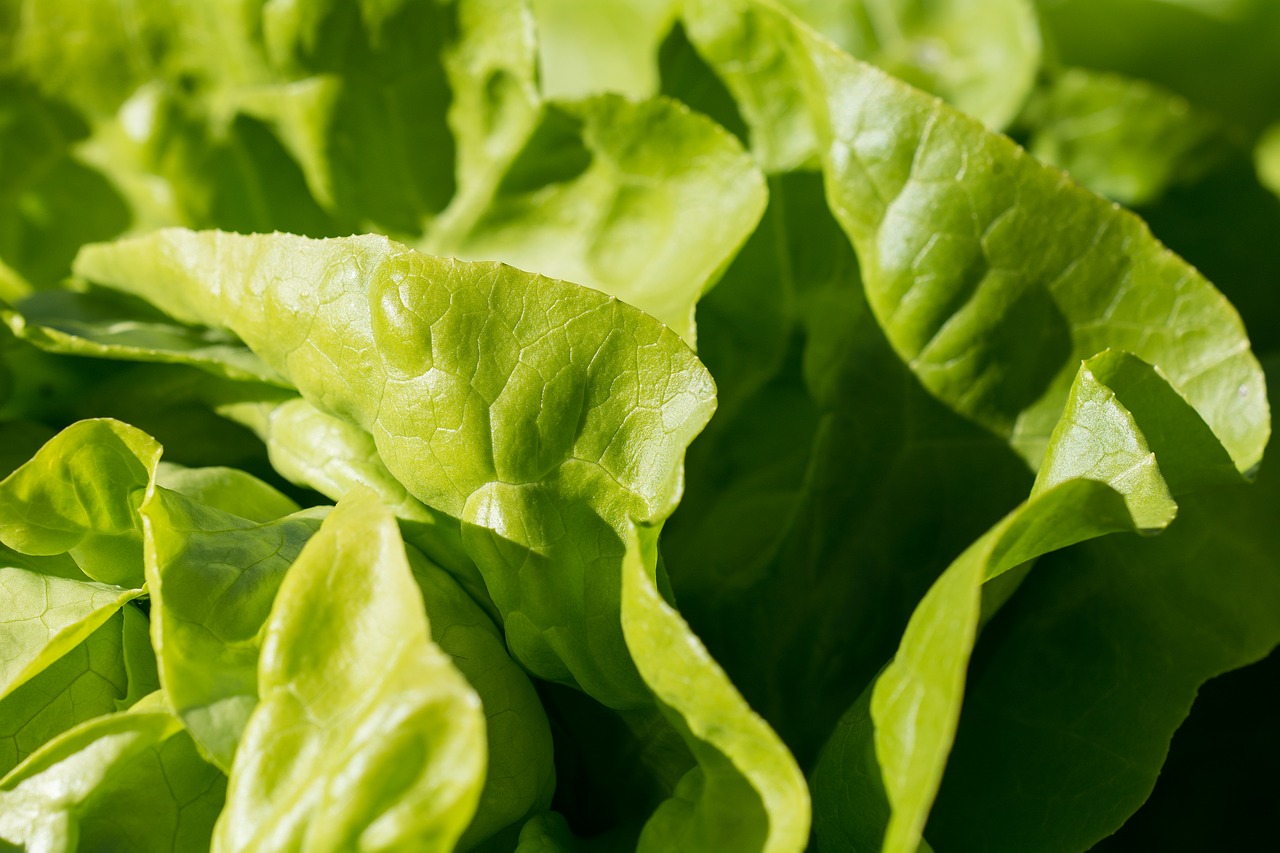 butter lettuce is great for growing lettuce