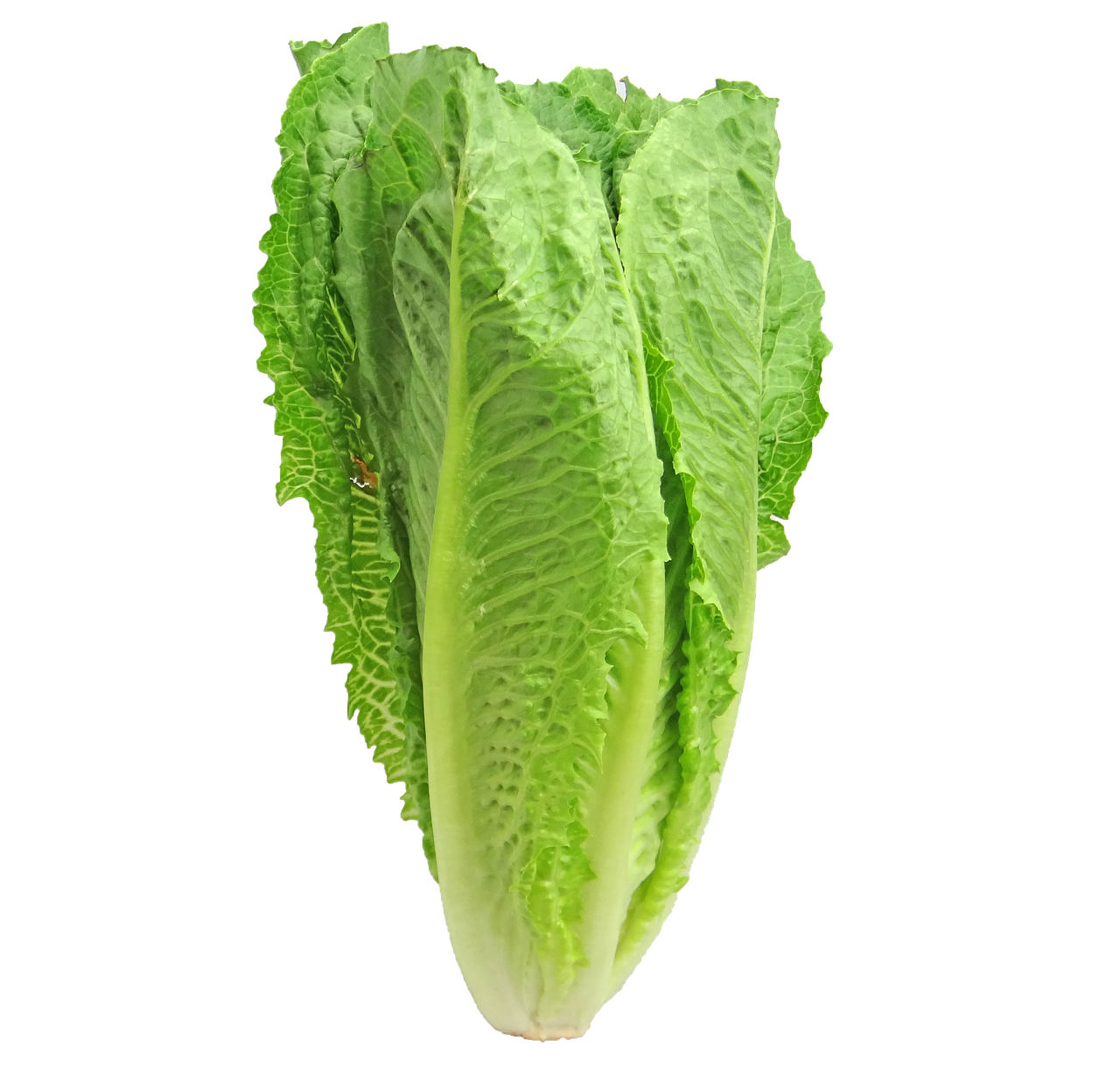romaine lettuce 1555077883