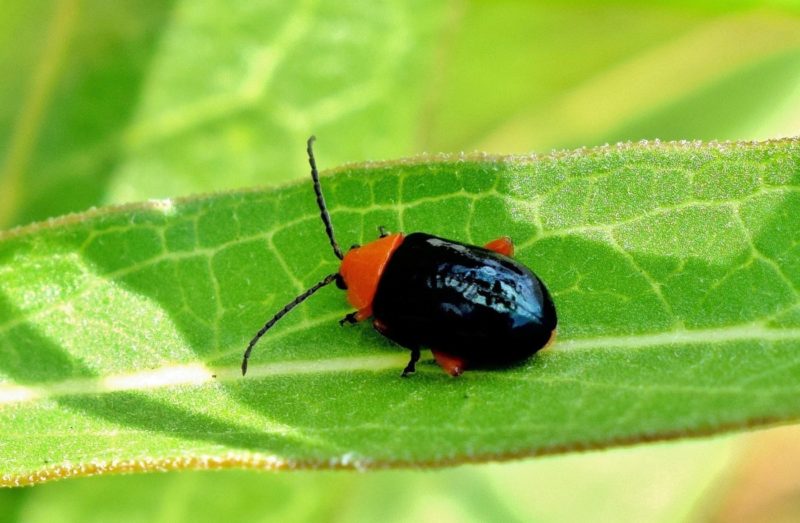 shiny flea beetle 1455592 1920 1