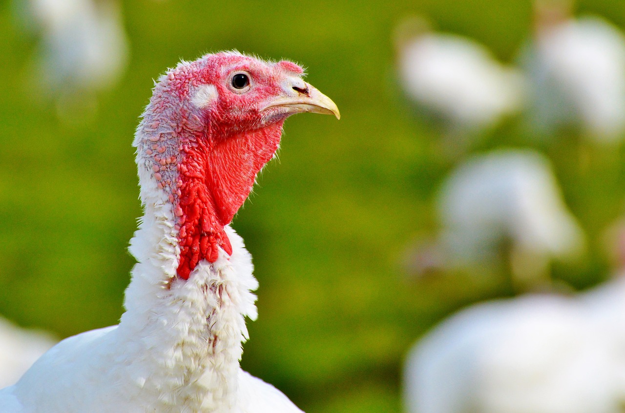 Turkey Poults - raising turkeys for profit