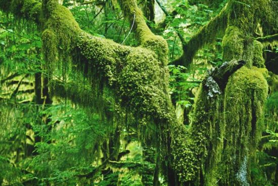 20 Types of Moss to Consider for Your Next Garden Project