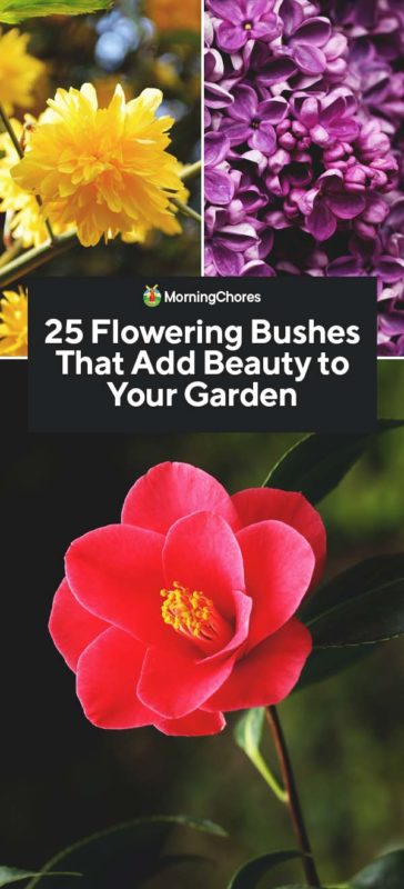 25 Flowering Bushes That Add Beauty to Your Garden PIN