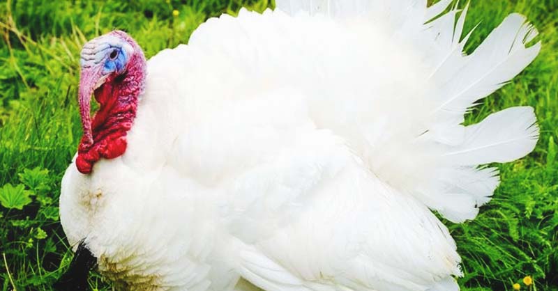 About Broad Breasted White Turkeys: The #1 Turkey Meat Producer
