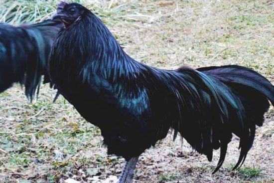 About Sumatra Chickens: An Exotic Exhibition Bird