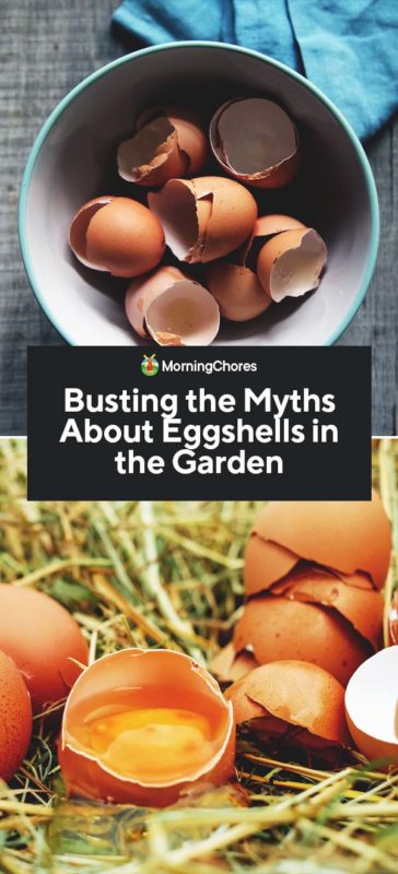Busting the Myths About Eggshells in the Garden PIN