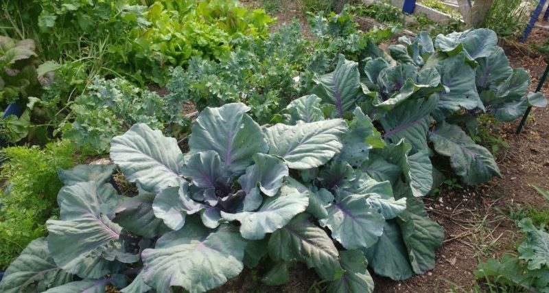 cool season crop includes cabbage