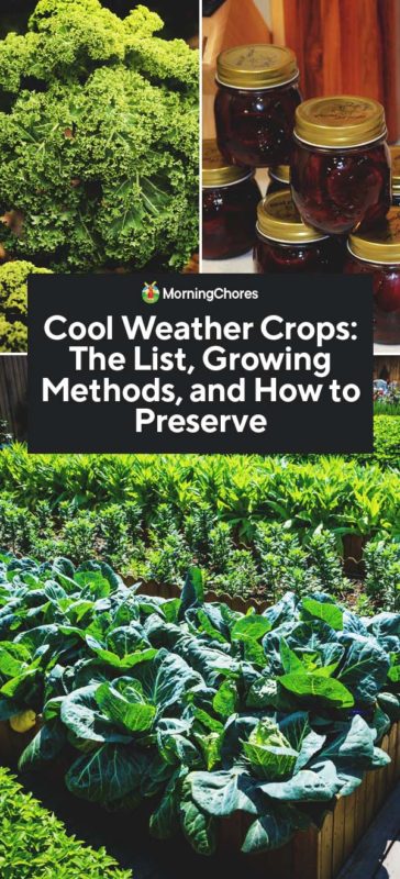 Cool Weather Crops The List Growing Methods and How to Preserve PIN