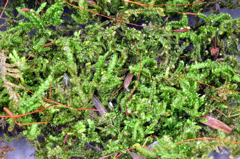 Feather Moss