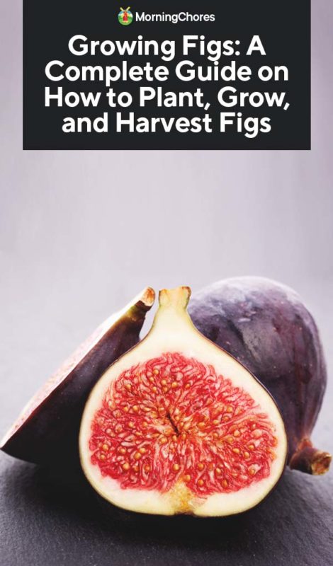 Growing Figs A Complete Guide on How to Plant Grow and Harvest Figs PIN