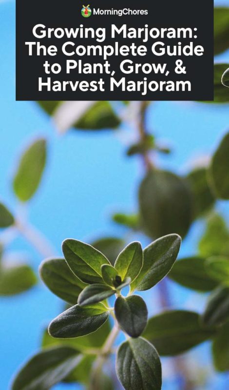 Growing Marjoram The Complete Guide to Plant Grow Harvest Marjoram PIN