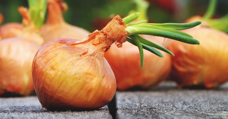 How to Grow Onions : Planting, Harvesting, Caring Guide  