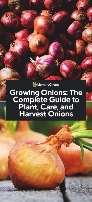 Growing Onions The Complete Guide to Plant Care and Harvest Onions PIN