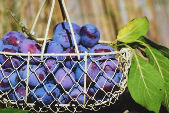 Growing Plums: The Complete Guide to Plant, Grow, and Harvest Plums
