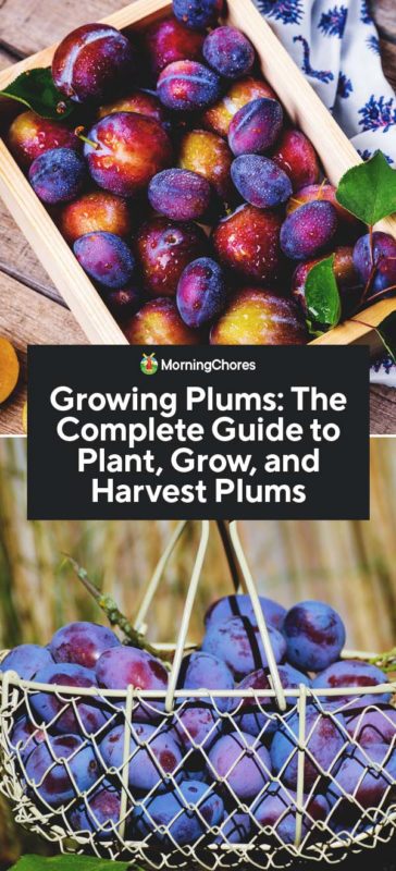 Growing Plums The Complete Guide to Plant Grow and Harvest Plums PIN