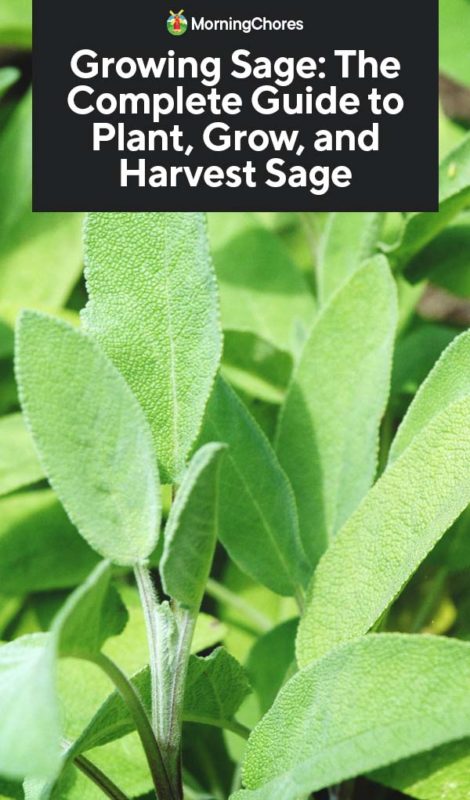 Growing Sage The Complete Guide to Plant Grow and Harvest Sage PIN 1