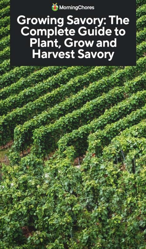 Growing Savory The Complete Guide to Plant Grow and Harvest Savory PIN