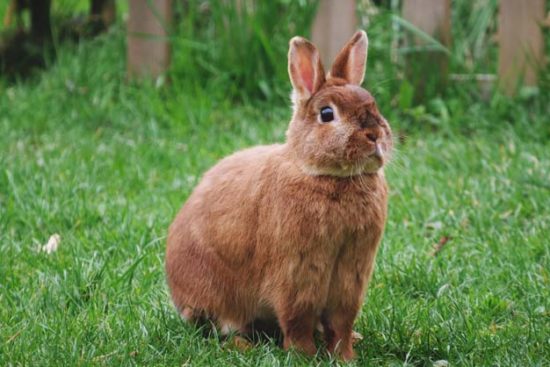 How To Choose the Best Rabbit Repellent For Your Garden