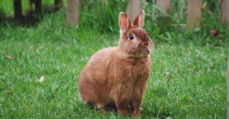 How To Choose The Best Rabbit Repellent For Your Garden