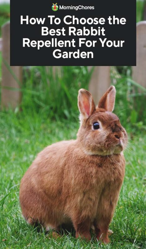 How To Choose the Best Rabbit Repellent For Your Garden PIN