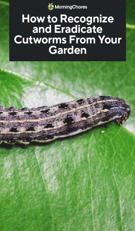 How to Recognize and Eradicate Cutworms From Your Garden PIN 2