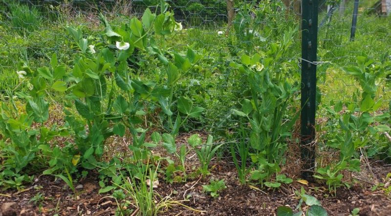 legumes fixing nitrogen is partial garden myths