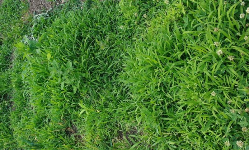 Some weeds can help protect your soil and cool season crops