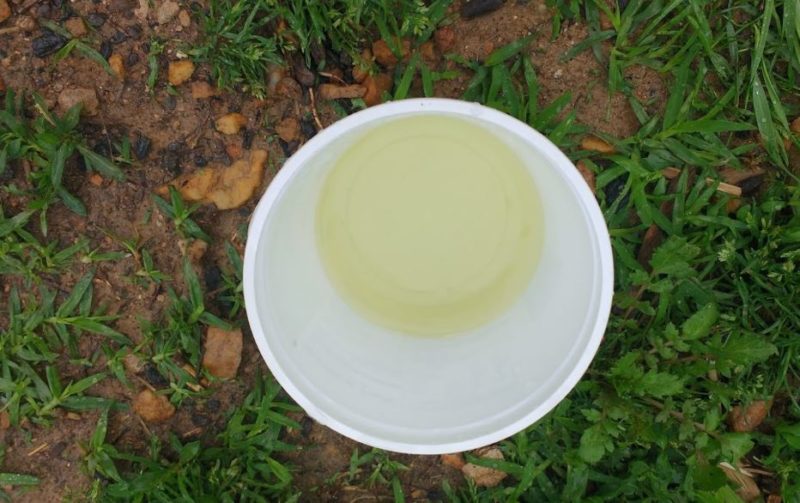The Good And The Bad About Using Urine As Garden Fertilizer