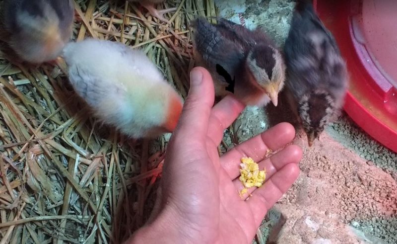 taming chickens by giving chicks treats