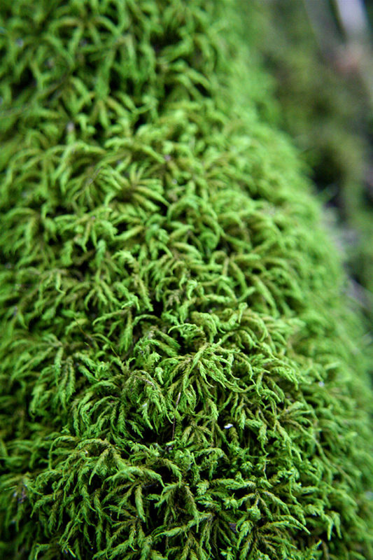 Seductive moss