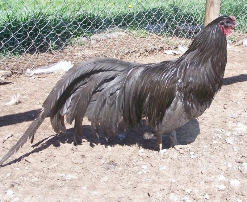 Sumatra chickens - a hen 