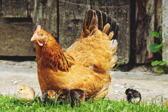 Broody Hens: Causes, Breeds, and How to Take Care of Them
