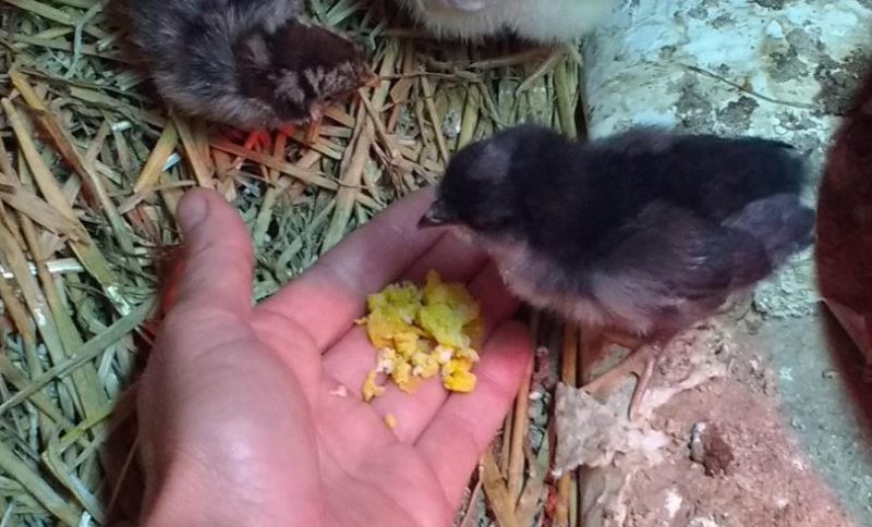 tame chicks leads to social chickens