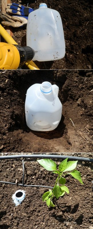 milk jug used for irrigation