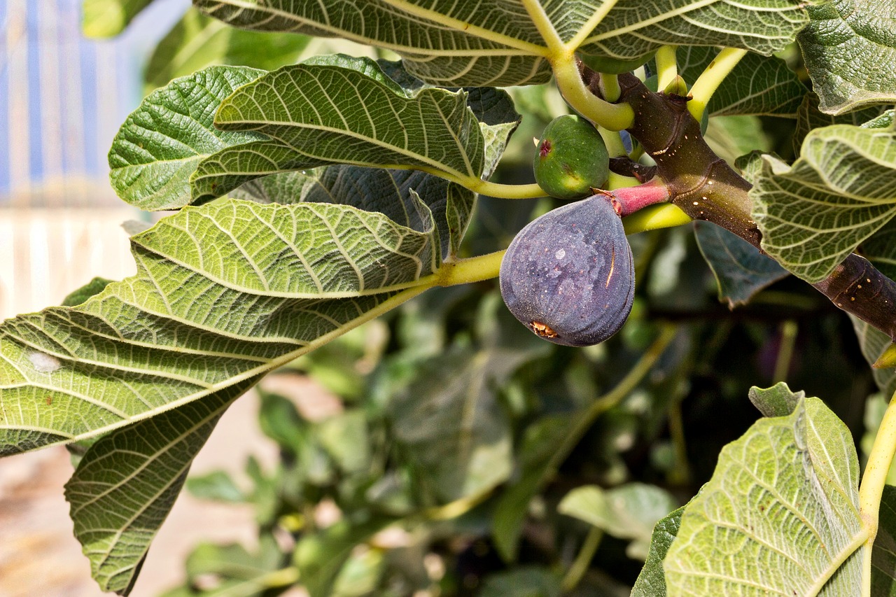 growing figs, seen here is a fig tree
