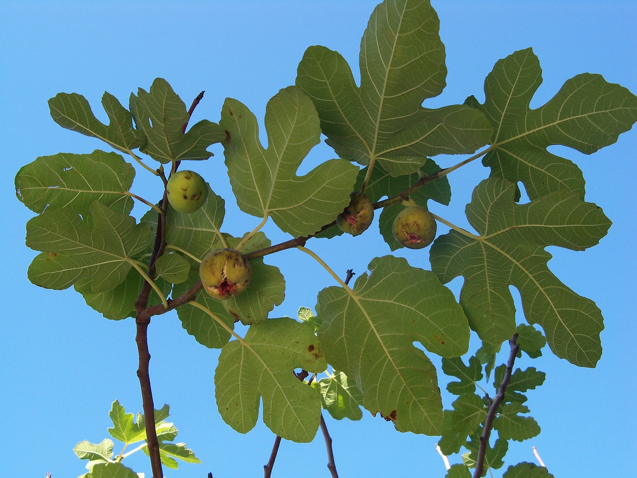 Green figs growing on a tree