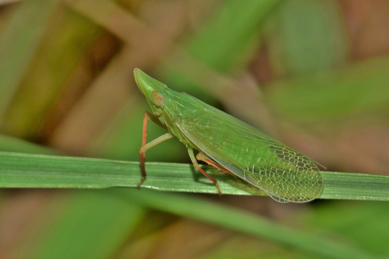 leafhopper 1626571 1920 1