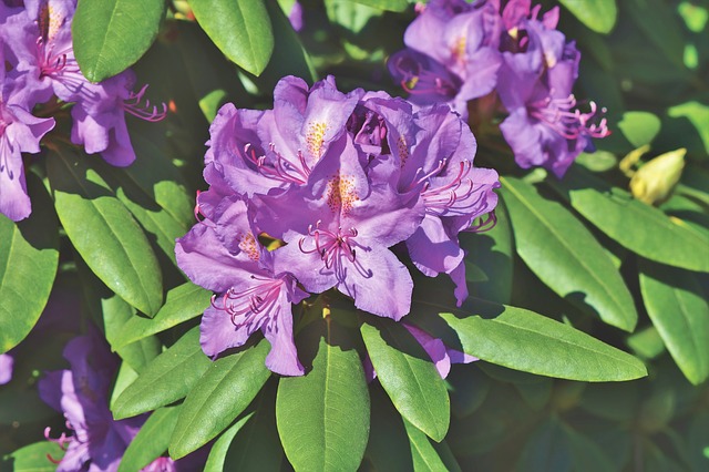 rhododendron 3864578 640