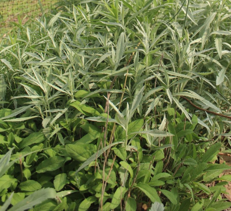 white and common sage