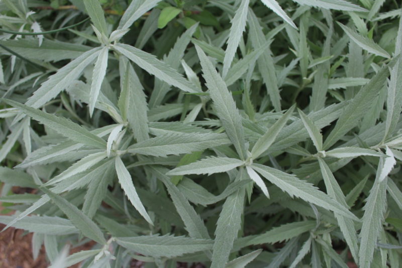 Everything You Need To Know Growing White Sage for Smudging