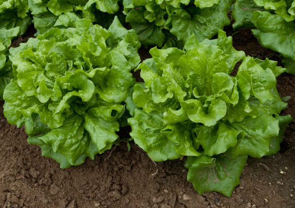 21 Lettuce Varieties to Try in Your Garden