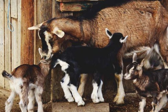 18 Important Health Questions To Ask When You Buy Dairy Goats