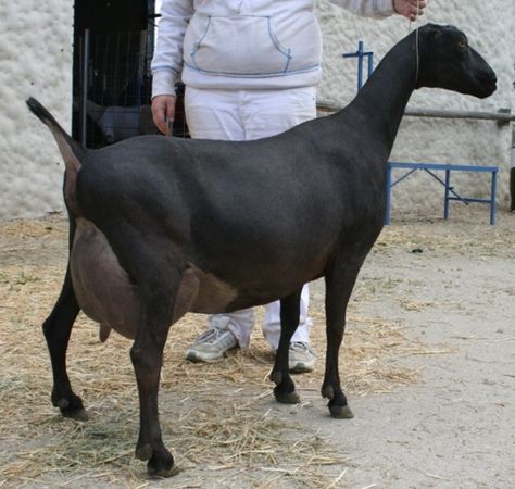 American Lamancha Goat