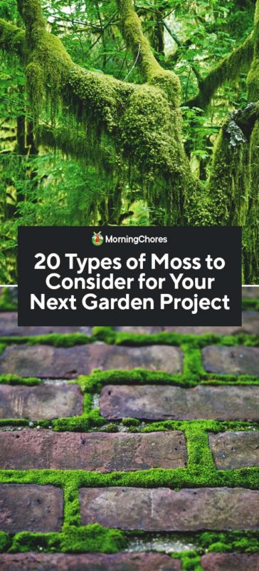 20 Types of Moss to Consider for Your Next Garden Project PIN