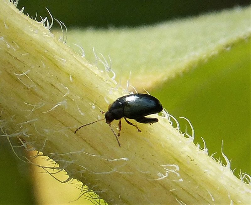 By gailhampshire from Cradley, Malvern, U.K - Flea Beetle. Psylliodes sp., CC BY 2.0, https://commons.wikimedia.org/w/index.php?curid=73445399