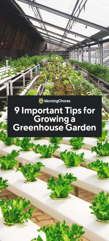 9 Important Tips for Growing a Greenhouse Garden PIN